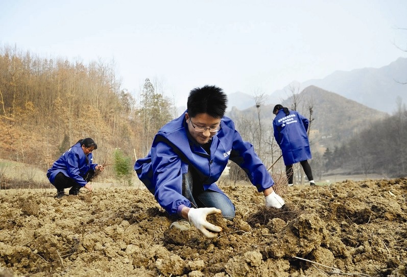 冬季的冷风中，翁新强正带领着一帮乡亲在地里赶种五味子苗